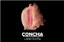 Concha 1